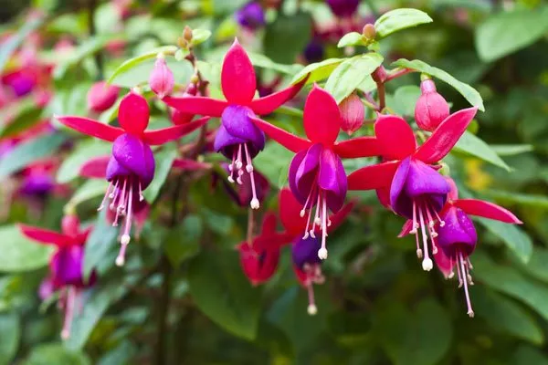 Picture gallery: Hanging basket Plants for the shade