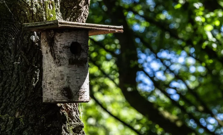 Building a birdhouse out of a tree trunk - Important information, tips & Instructions for rebuilding