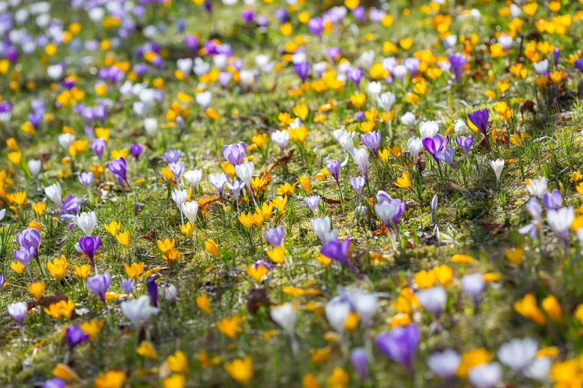 Create your own crocus meadow in the garden