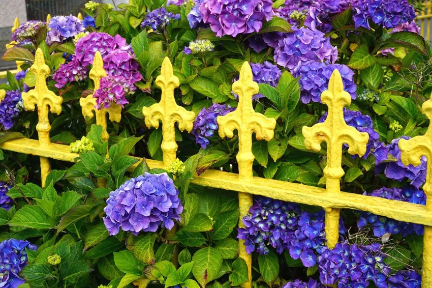 Greening the fence - These plants are suitable for this