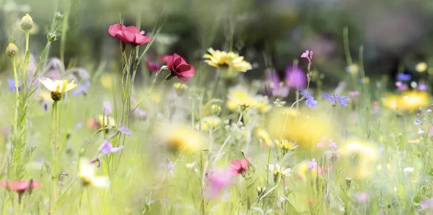 Creating a wildflower meadow - How it's done