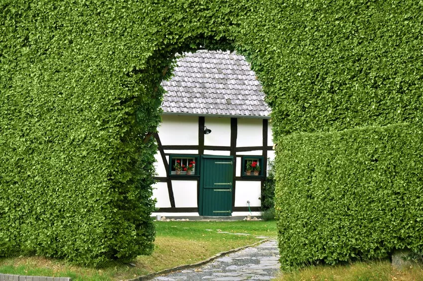 Create a hedge arch - Here's how!