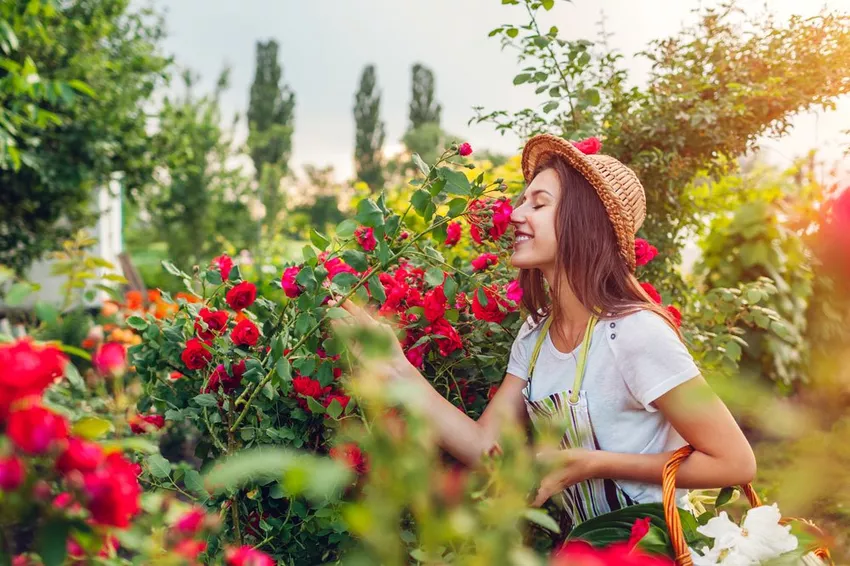 Een geurende tuin creëren: tips voor het plannen en geschikte planten