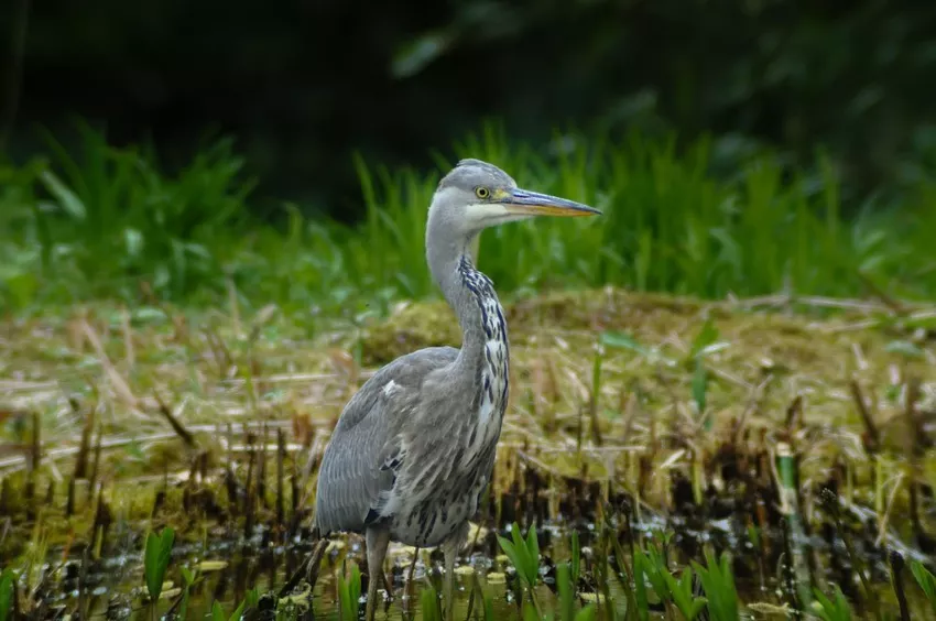 Protect the garden pond from herons - 8 effective tips presented