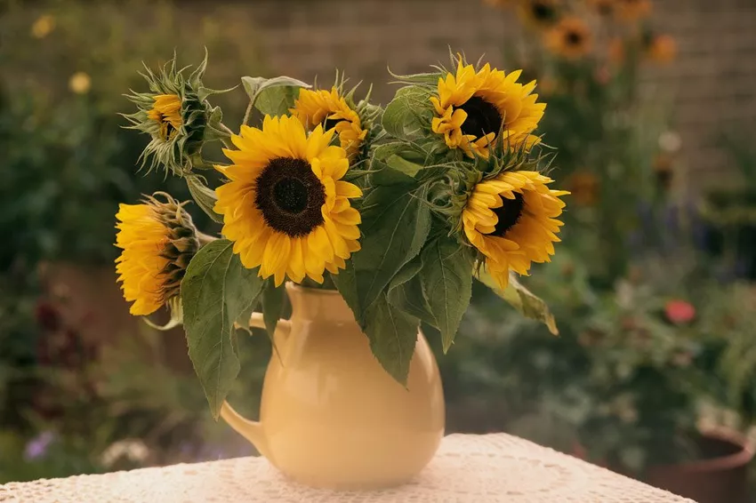 Preserving sunflowers in a vase