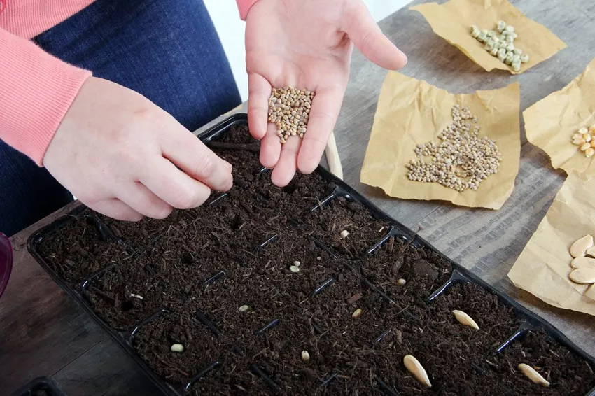 Grow seeds yourself: instructions and tips