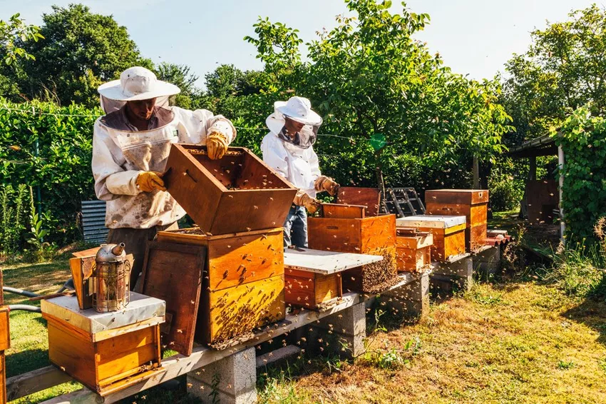 Beekeeping in the garden - requirements & Tips for beekeeping