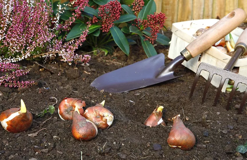 Dig up flower bulbs for the winter?