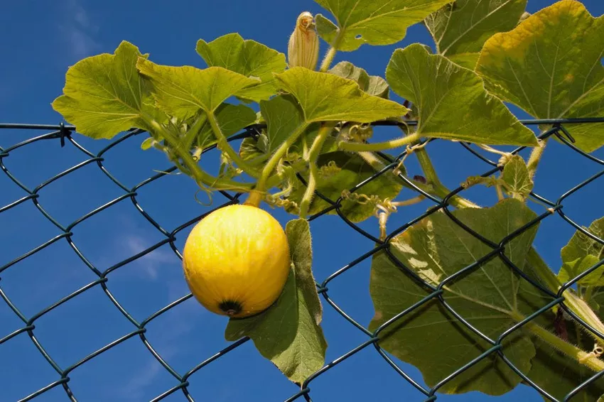 Tree support for vegetables - 3 variants