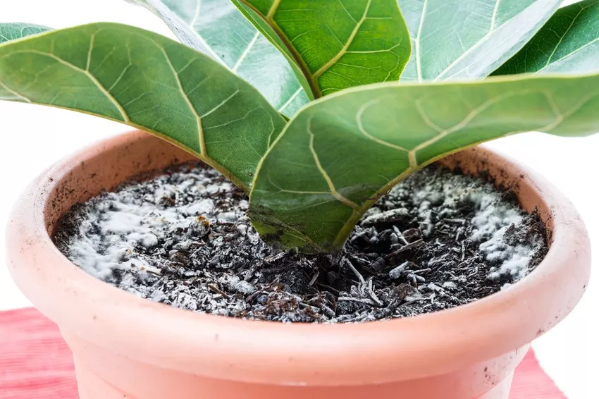 Mould in the flowerpot - 6 tips that help