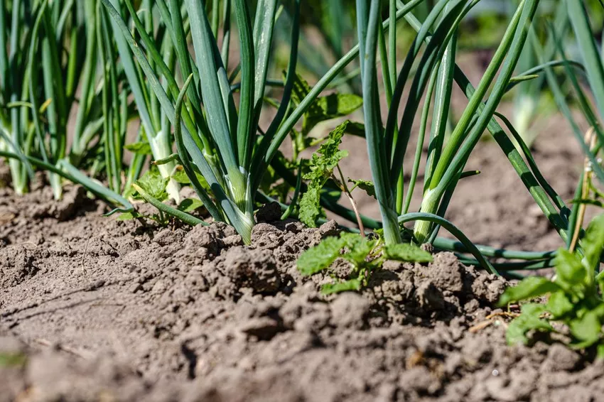 Fertilize onions - 2 quick tips