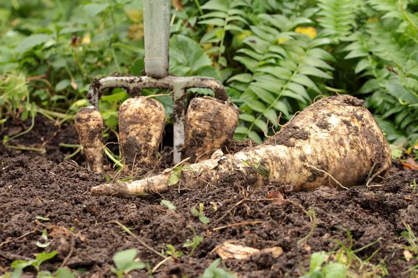 Harvest and store parsnips - this is how they stay fresh for a long time