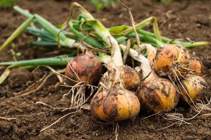 Harvest onions - the best time