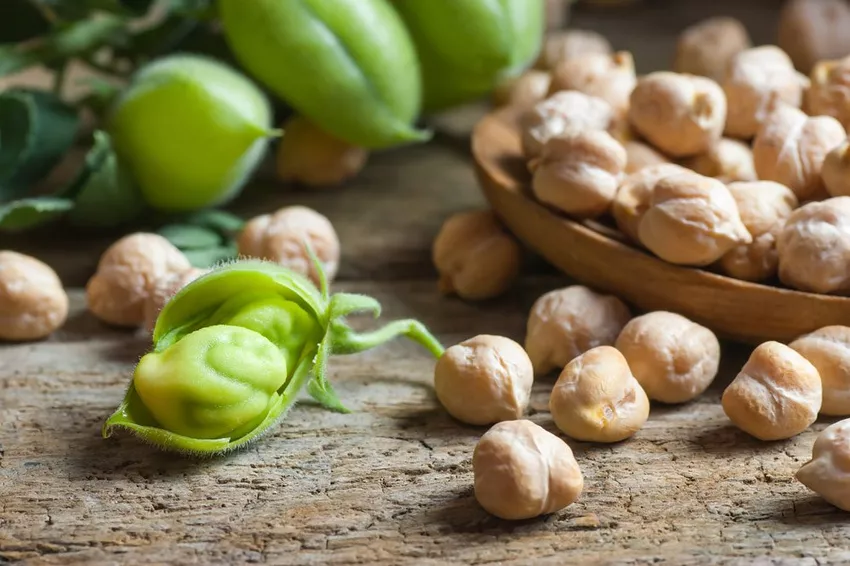 Chickpeas - nutritional values ​​and preparation