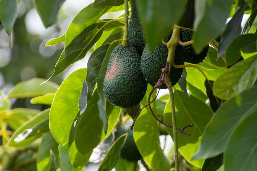 Wintering avocado - How to do it right