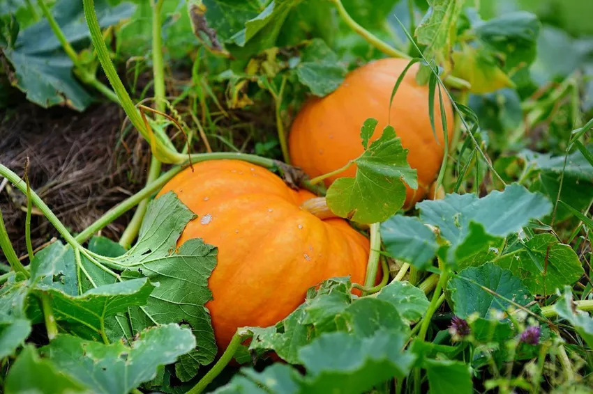 When is a pumpkin ripe?