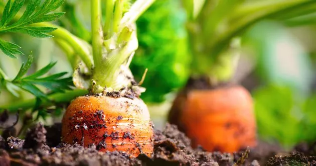 Carrot Diseases - Recognizing and Fighting