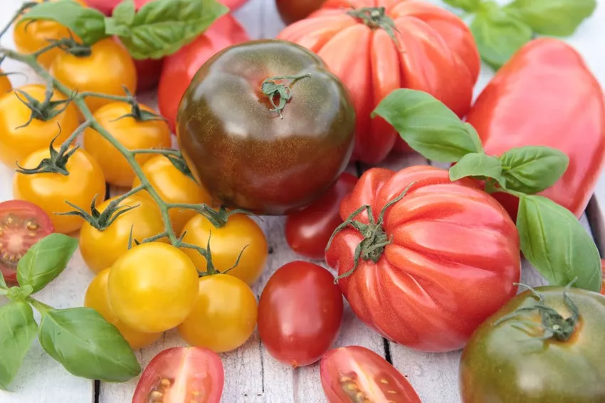 Facts worth knowing about tomato varieties