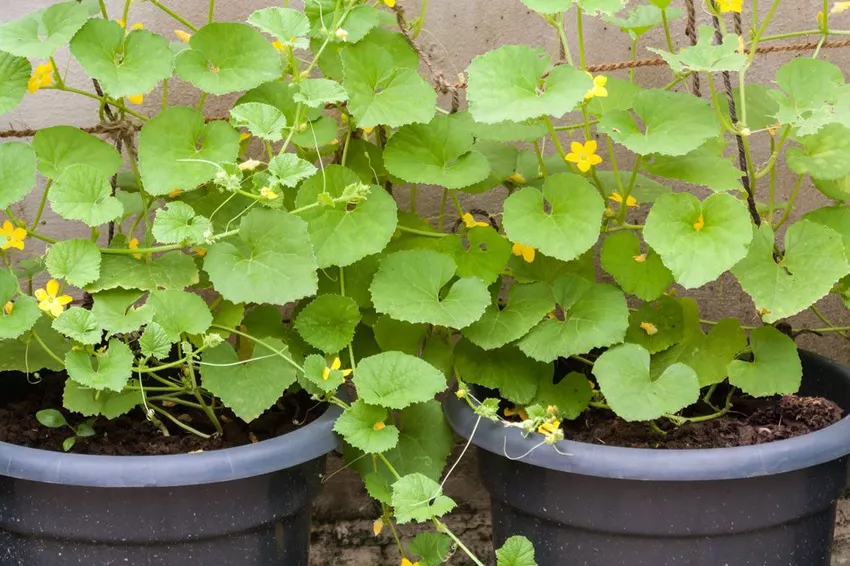 Planting cucumbers in pots - explained step by step