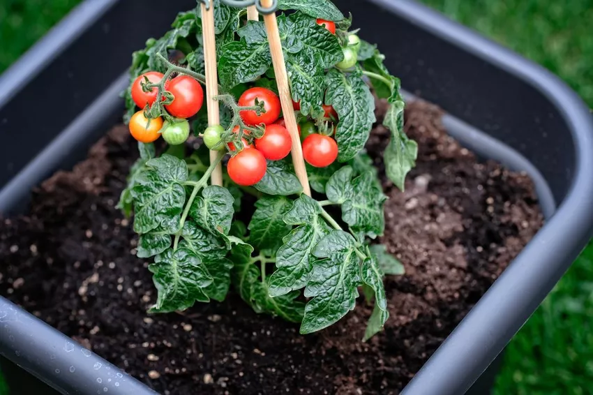 Planting tomatoes in pots - cultivation and care