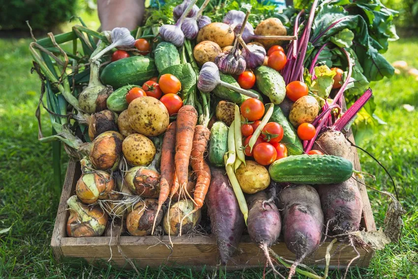 Store vegetables