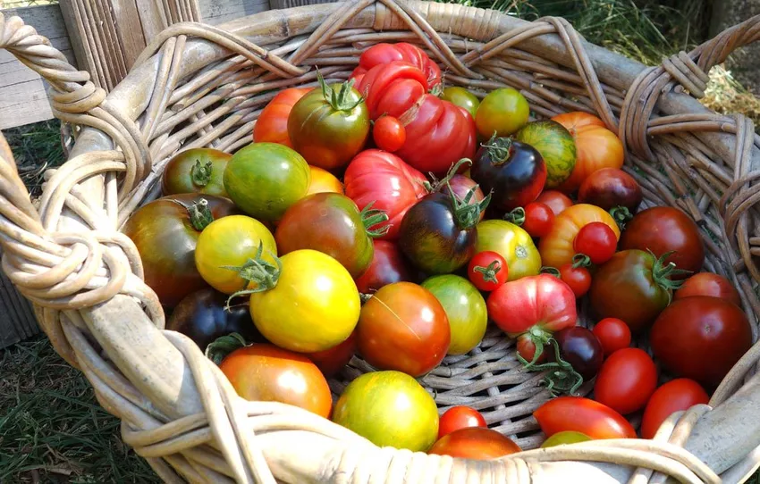 Tomato varieties - old and new varieties at a glance