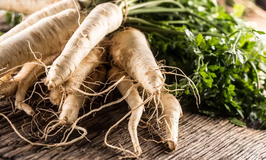 Caring for parsnips: everything to do with location, supply and plant protection