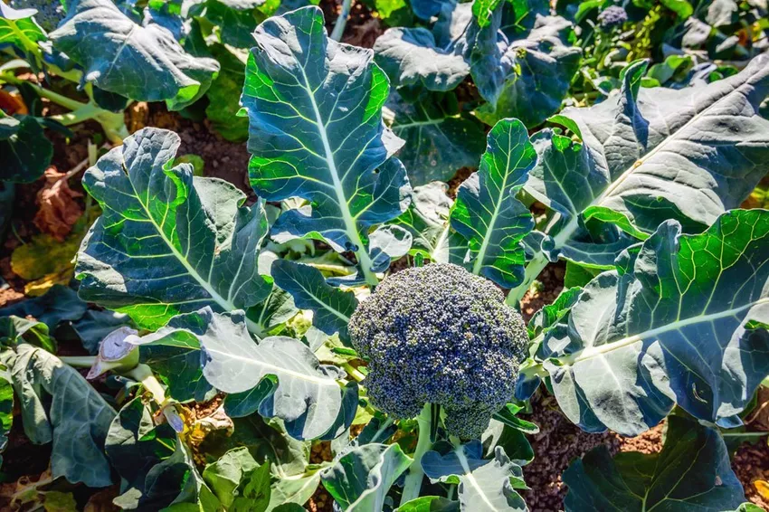 Care for broccoli - location, water and fertilize