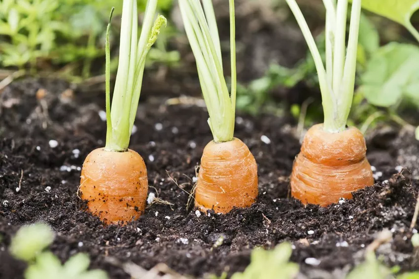 Fertilize carrots - How to increase the yield