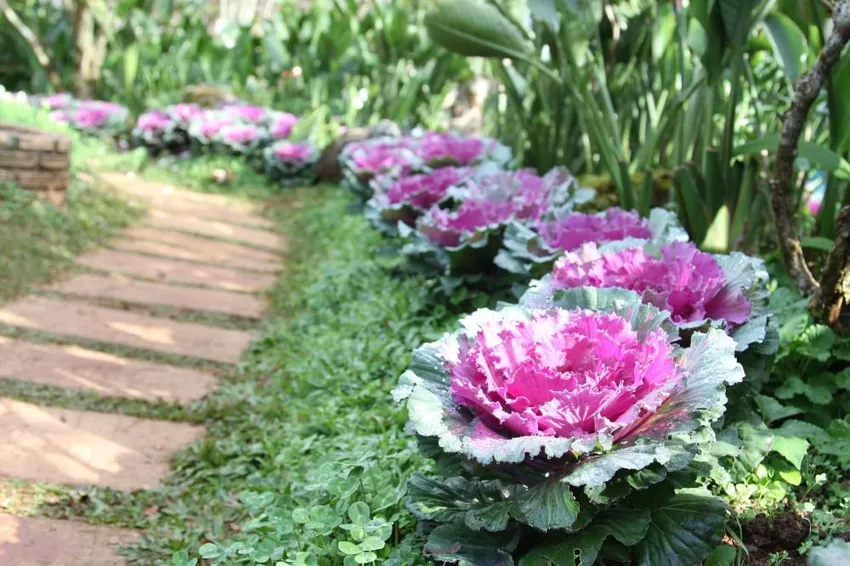 Plant, care for and harvest ornamental cabbages