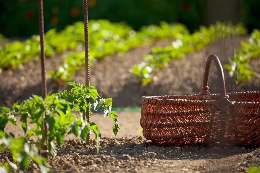 Planting tomatos - instructions and tips for planting pots