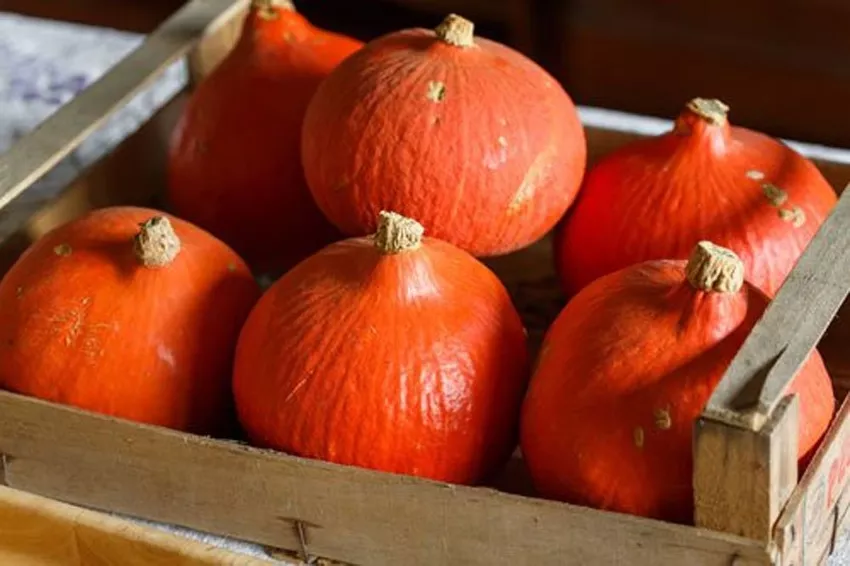 Harvesting and storing Hokkaido pumpkins - important information on timing, technique & Storage