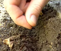 Sowing lettuce - How it's done