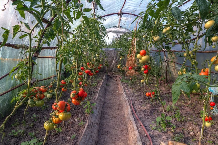 Planting tomatoes in a greenhouse - tips for growing and caring for them