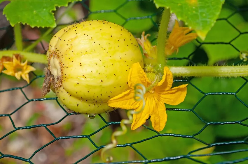 Growing cucumbers - Here's how it's done