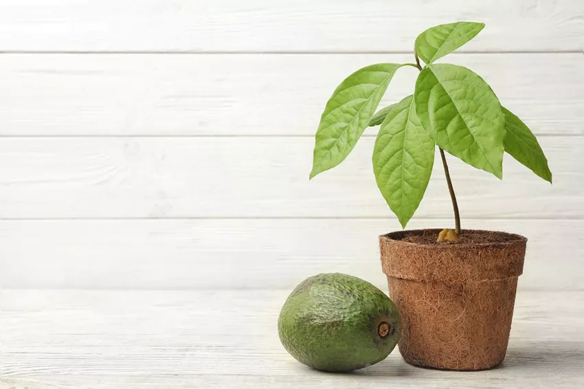 Avocados also plant with us? - Rearing and care