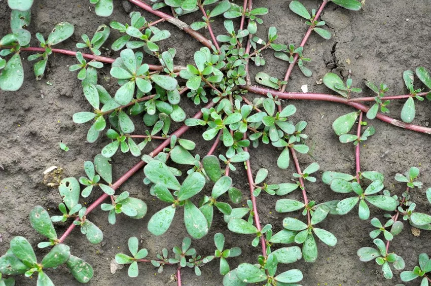 Что можно приготовить из портулака. Portulaca oleracea. Портулак фото сорняк. Портулак из семян. Портулак на подоконнике.