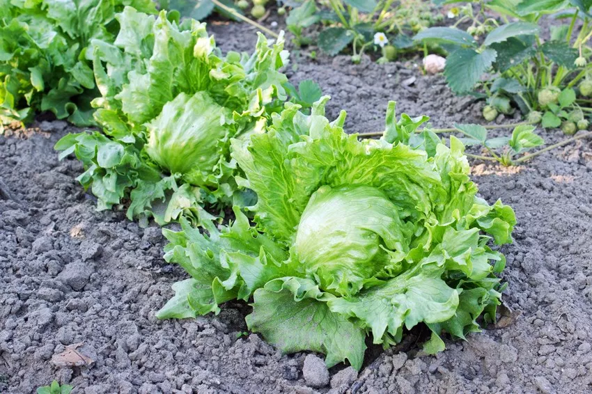 Plant, cultivate and harvest iceberg lettuce