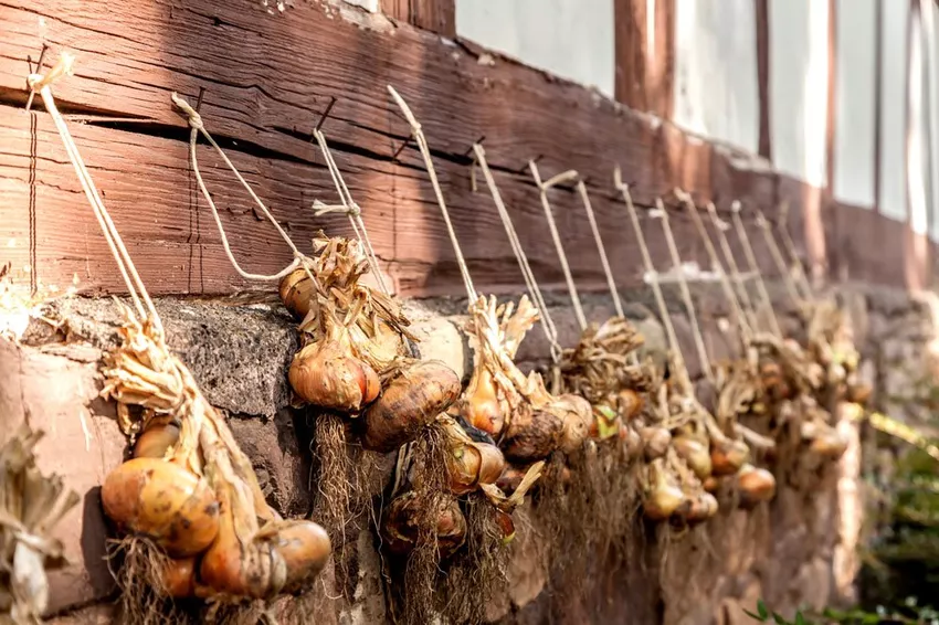 Storing onions - Easy & Uncomplicated