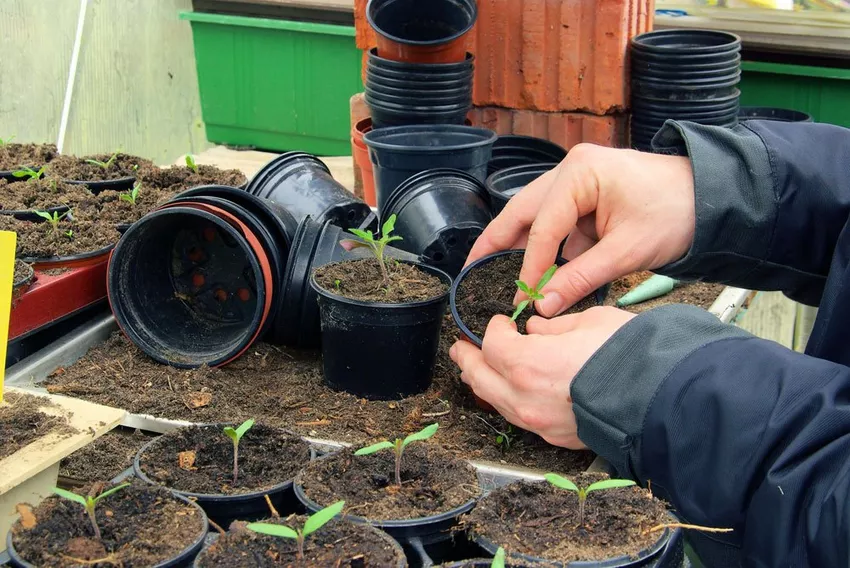 Prick tomatoes - step by step instructions