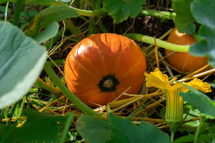 Planting Hokkaido pumpkins - Important information about sowing