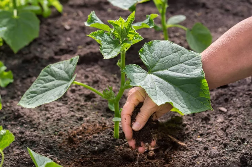 Fertilize cucumbers - How to increase your yield