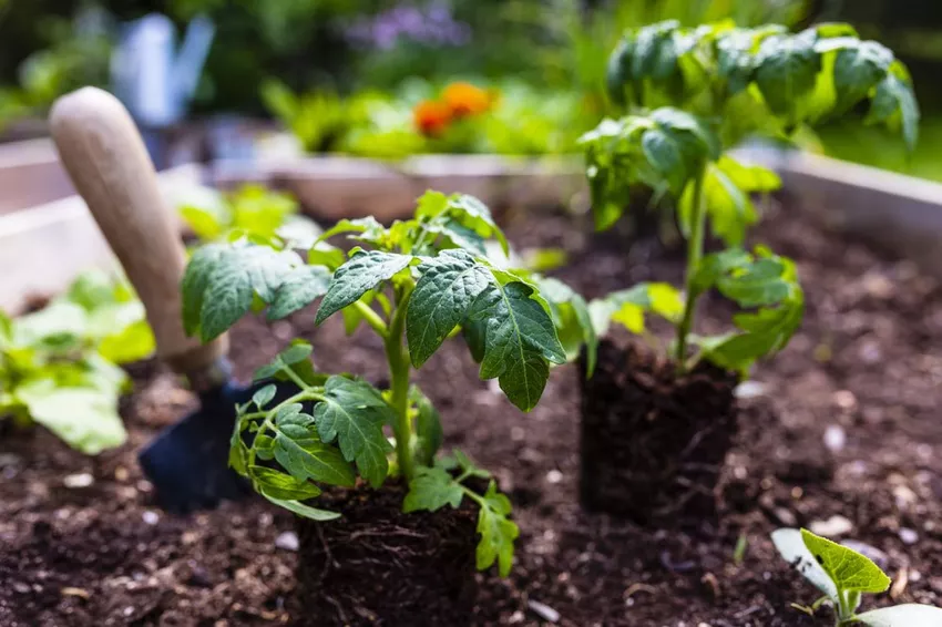 Groenten planten - Waar moet je op letten?