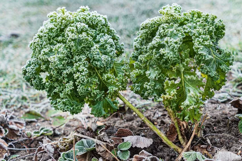 Planting kale - Instructions & Tips