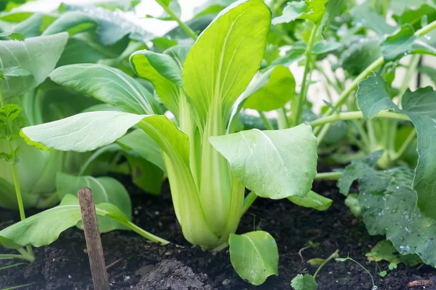 Pak Choi - The Asian mustard cabbage conquers Europe