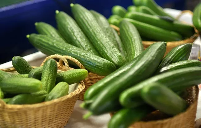 The most popular cucumber varieties and their properties