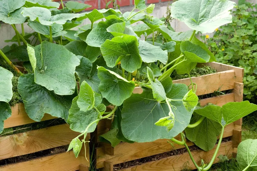 Fertilize the pumpkin - That's how it's done