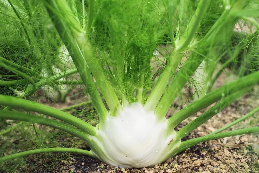 Grow fennel yourself