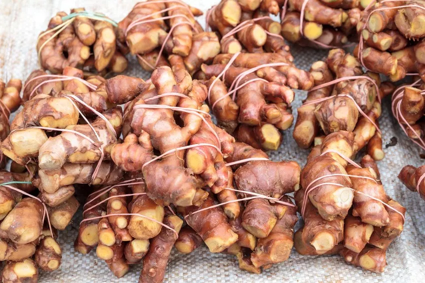 Real galangal - effect and planting tips