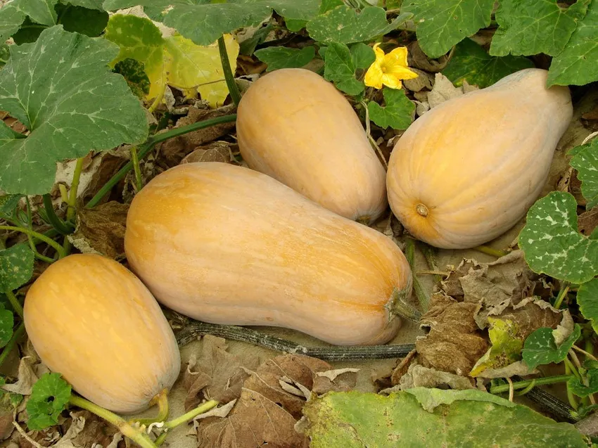 Planting butternut squash - this is how the cultivation is guaranteed to succeed